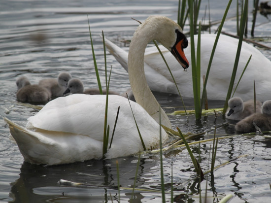 Lyon : en pleine heure de pointe, un cygne se pose au milieu de l'autoroute Lyon : en pleine heure de pointe, un cygne se pose au milieu de l'autoroute