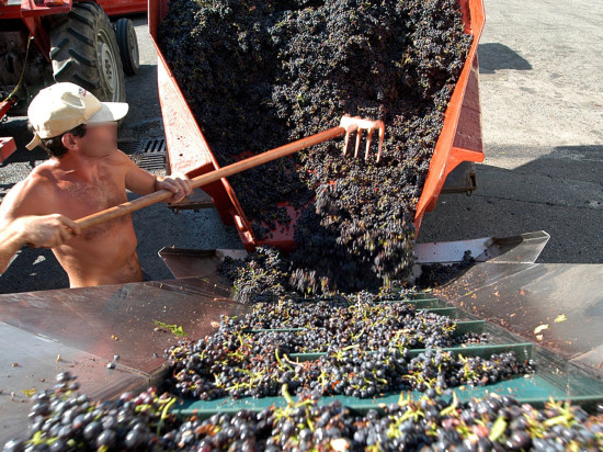 Beaujolais : le vigneron ne sera pas poursuivi après la mort d'un vendangeur polonais