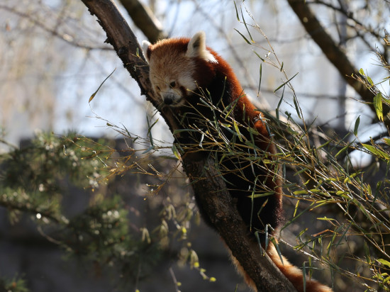 Le panda roux finalement retrouvé et ramené au zoo de Saint-Martin-la-Plaine