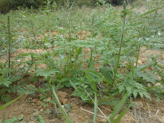 La M&eacute;tropole de Lyon en guerre contre l'ambroisie