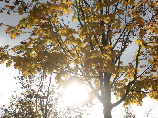 La Confluence à Lyon : objectif 4500 arbres