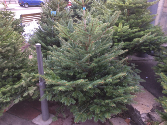 Lyon : ils planquaient la drogue au pied du sapin Lyon : ils planquaient la drogue au pied du sapin