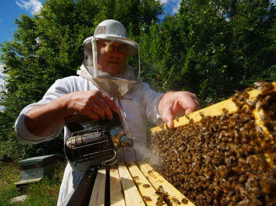Les apiculteurs appellent à la mobilisation ce jeudi à Lyon pour lutter contre la mort des abeilles