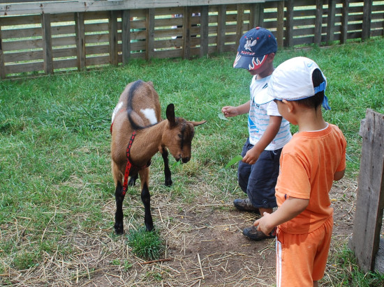 Près de Lyon : des chèvres maltraitées secourues par la SPA