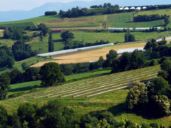 Beaujolais : un cycliste mortellement percuté lors d'une course