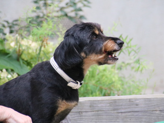 Relaxé après avoir écrasé les chiens d'un piéton qui prenait son temps Relaxé après avoir écrasé les chiens d'un piéton qui prenait son temps