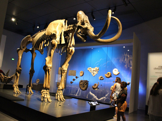 Réouverture rebelle des musées : la Métropole de Lyon fait marche arrière Réouverture rebelle des musées : la Métropole de Lyon fait marche arrière