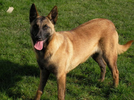 Rhône : une enfant mordue à l’oeil par un chien Rhône : une enfant mordue à l’oeil par un chien