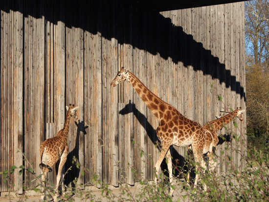 Zoo de Lyon : la Gauche Unie marque sa différence avec les écologistes - VIDEO