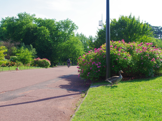 Lyon : ils veulent laisser la nature reprendre ses droits au parc de la Tête d’Or Lyon : ils veulent laisser la nature reprendre ses droits au parc de la Tête d’Or