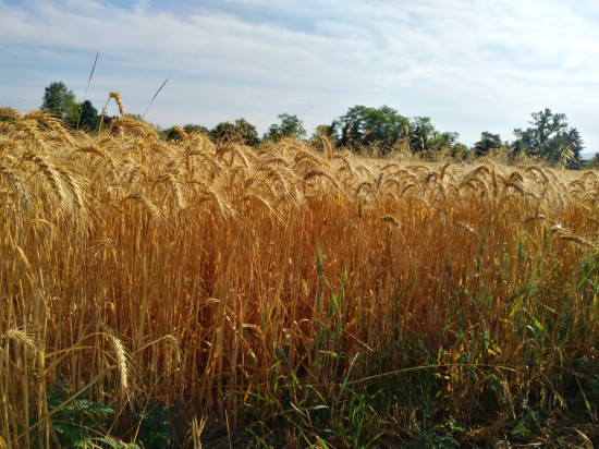 Confinement : la vente de semences et de plants potagers autorisée dans la région Confinement : la vente de semences et de plants potagers autorisée dans la région