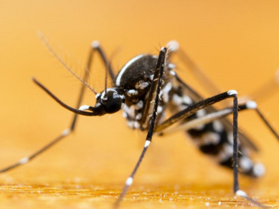 Cas de dengue près de Lyon : nouvelle opération de démoustication cette nuit