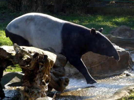 Parc de la Tête d’Or : il y aura bien une forêt d’Asie en 2020 !
