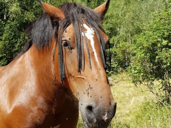 Cheval mutilé près de Lyon : la piste criminelle serait privilégiée