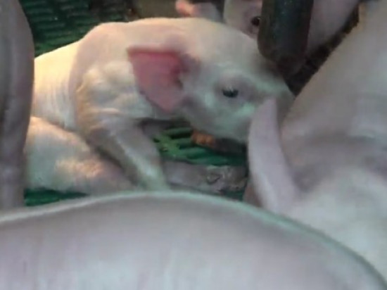 Deux militants de l’association lyonnaise L214 condamnés pour une vidéo dans un abattoir