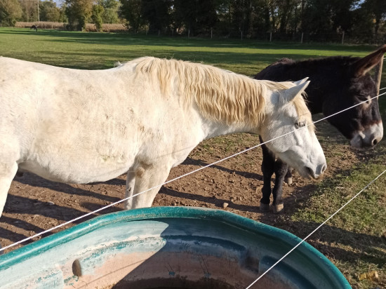 Chevaux mutilés : la Région et Laurent Wauquiez proposent d'équiper les structures en caméras de vidéosurveillance