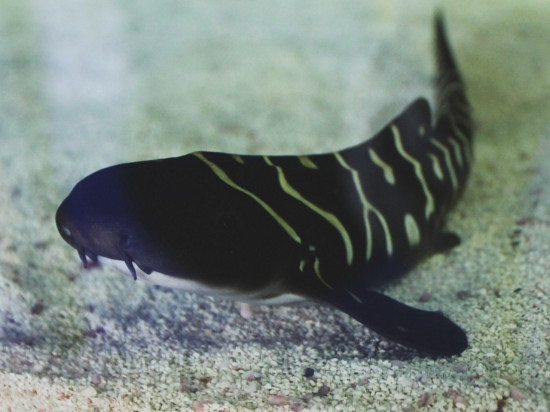 Carnet rose : naissance d'un bébé requin à l'Aquarium de Lyon