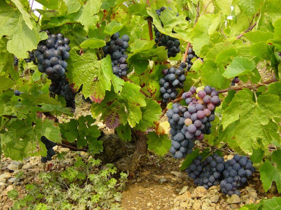 Beaujolais : elle meurt asphyxiée dans une cuve Beaujolais : elle meurt asphyxiée dans une cuve