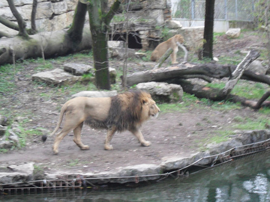 La folle rumeur du lion évadé au Parc de la Tête d'Or La folle rumeur du lion évadé au Parc de la Tête d'Or