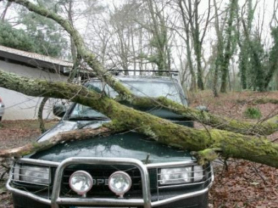 Vent : Des arbres couchés mais pas de blessé