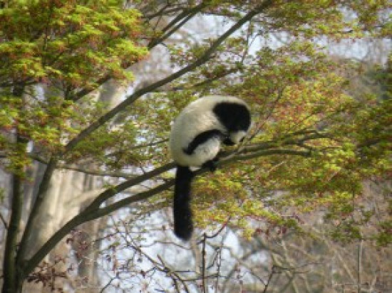 Deux des quatre singes volés au zoo de la Tête d'Or retrouvés à Vénissieux Deux des quatre singes volés au zoo de la Tête d'Or retrouvés à Vénissieux