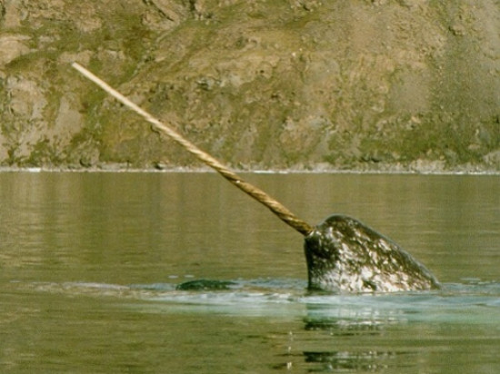Des défenses de narval saisies à Lyon !