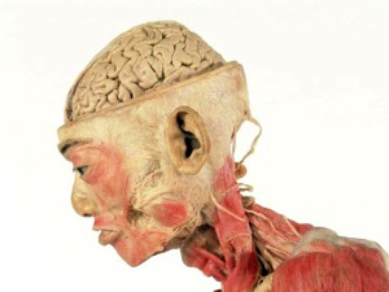 L'exposition &laquo; Our Body &raquo; jug&eacute;e ill&eacute;gale en France