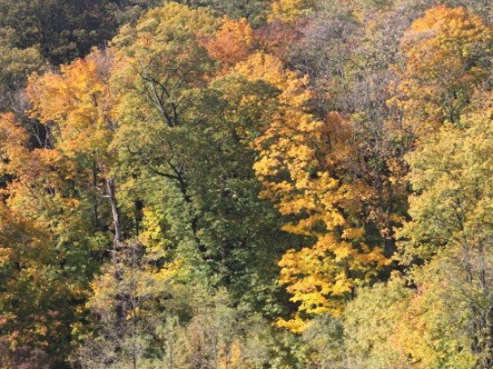 La 10e F&ecirc;te des feuilles bat son plein en ce moment &agrave; Lyon