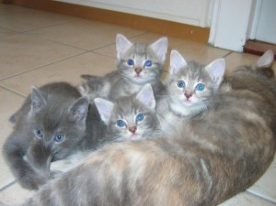 La SPA du Rh&ocirc;ne se mobilise pour offrir un No&euml;l aux animaux