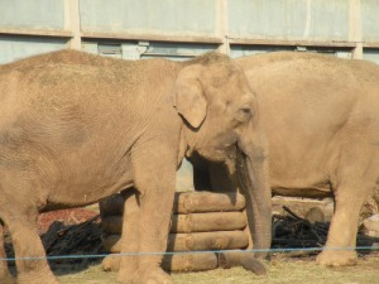 La visite insolite du Parc Zoologique de la T&ecirc;te d&rsquo;or se poursuivra tout l&rsquo;&eacute;t&eacute;