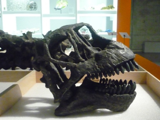 Le Mus&eacute;e des Confluences d&eacute;voile ses r&eacute;serves