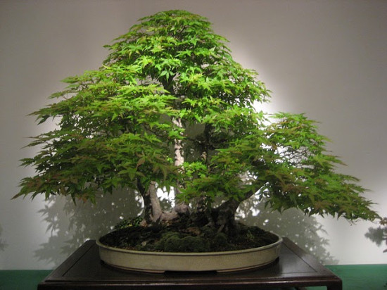 Le bonsaï en fête à Lyon Le bonsaï en fête à Lyon