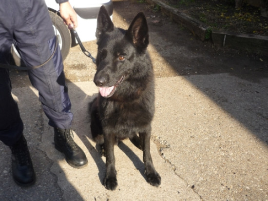 Les balades canines reprennent du service