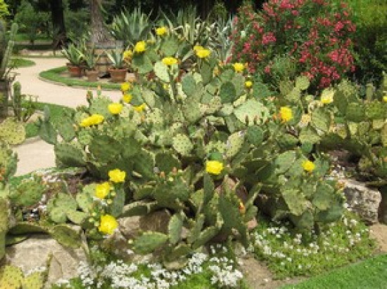 Les fleurs rares s'exposent à Saint-Priest