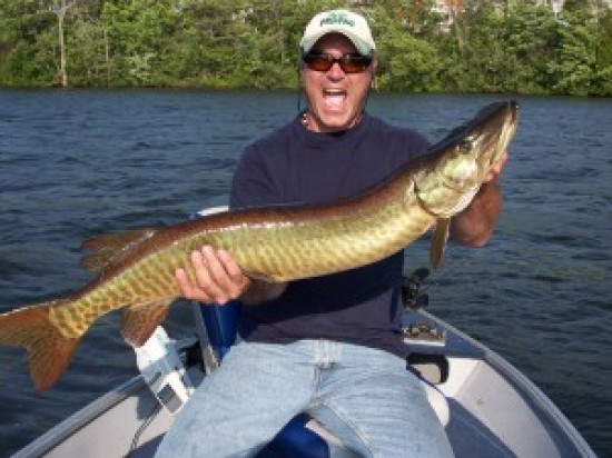 Les poissons du Rh&ocirc;ne sont fortement pollu&eacute;s aux PCB