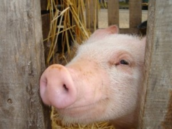 Une action des &eacute;leveurs porcins du Rh&ocirc;ne