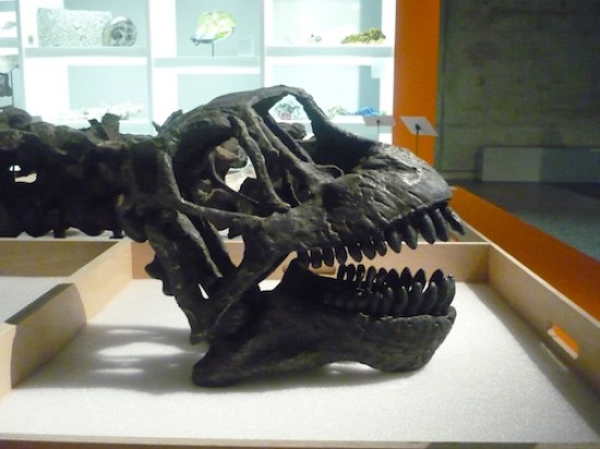 Le Musée des Confluences dévoile ses réserves