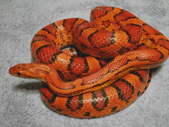 Lyon : ils retrouvent un serpent dans leurs toilettes ! (Màj)