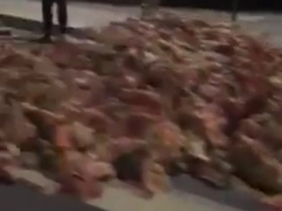 Lyon : le camion perd son chargement de viande et d'abats sur la route Lyon : le camion perd son chargement de viande et d'abats sur la route