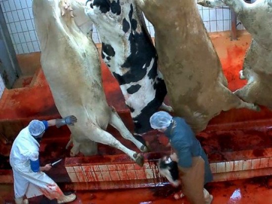 Des contrôles inopinés seront réalisés dans les abattoirs du Rhône