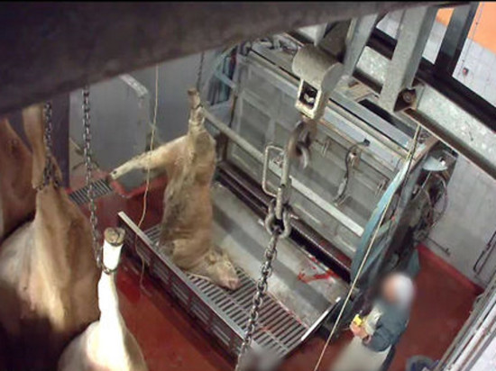 Images insoutenables : l'association L214 à nouveau infiltrée dans deux abattoirs