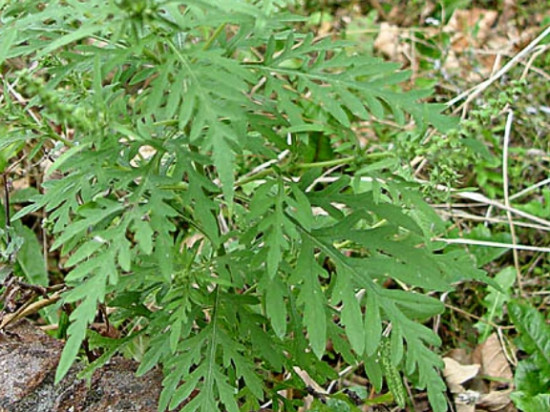 Ambroisie : risque pollinique &eacute;lev&eacute; dans le Rh&ocirc;ne