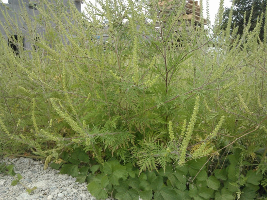 Pollens d’ambroisie : Lyon toujours en alerte maximale