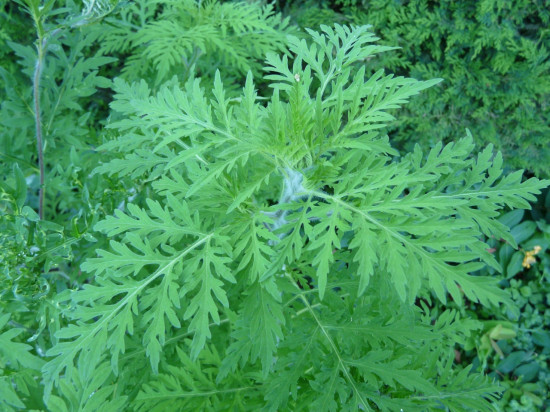 Le Grand Lyon prévient de nouveau contre le risque d’allergie à l’ambroisie