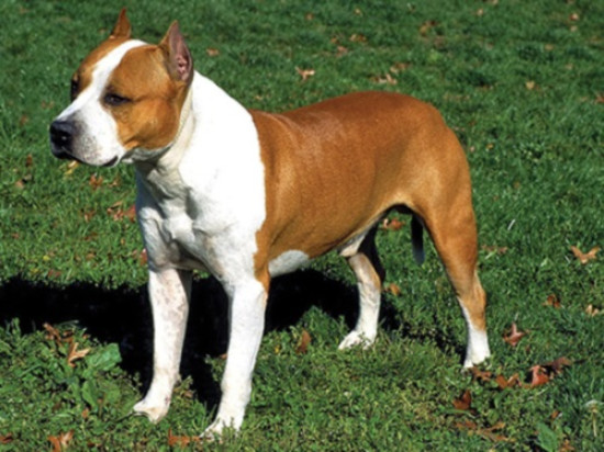 Bron : il aurait jeté son chien par la fenêtre Bron : il aurait jeté son chien par la fenêtre
