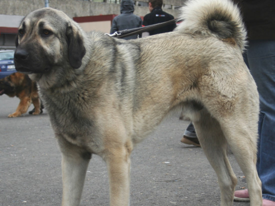 Un père et ses deux fils placés en garde à vue pour avoir fait couper les oreilles de leurs chiots