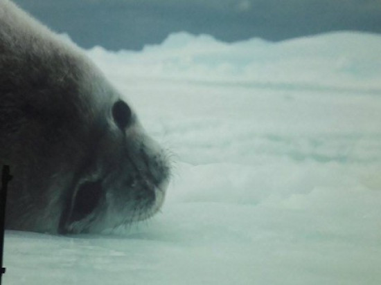 L’exposition Antarctica prolongée au musée des Confluences