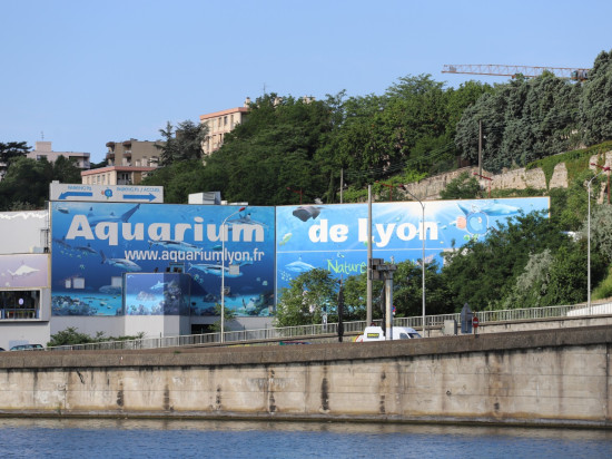Aquarium de Lyon : trois requins d’une espèce quasi menacée sont nés Aquarium de Lyon : trois requins d’une espèce quasi menacée sont nés