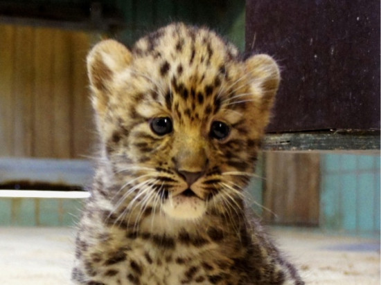 Bébé panthère de l'Amour né à Lyon : le prénom connu ce lundi