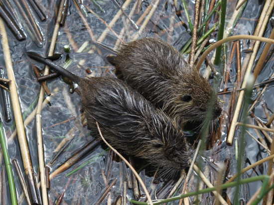 Confluence : la préfecture relance la chasse aux ragondins